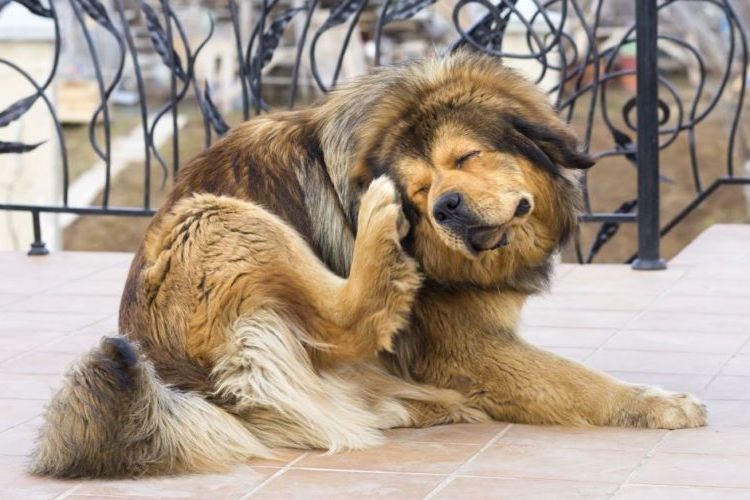 el perro se rasca
