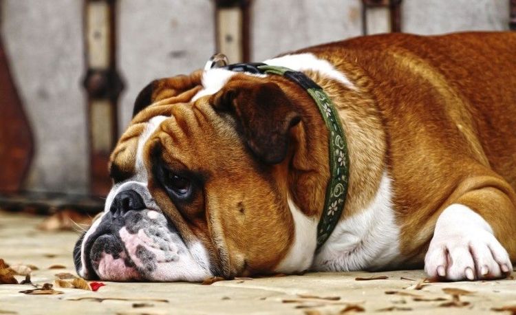 Perro triste
