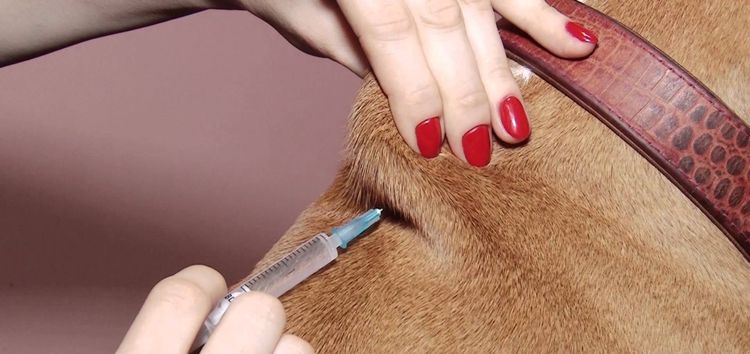 Inyección subcutánea en el perro
