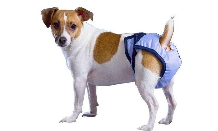 Perro con pañal