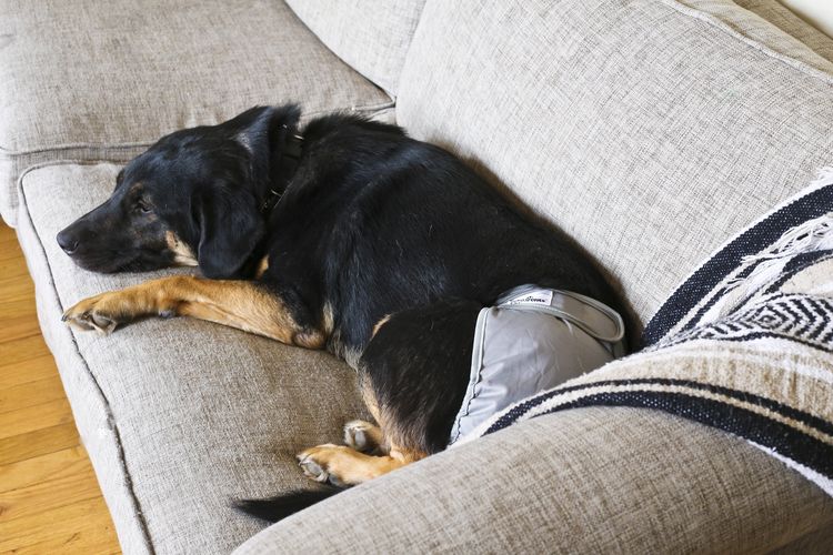 Perro con pañal
