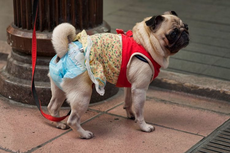 Pañal para perro