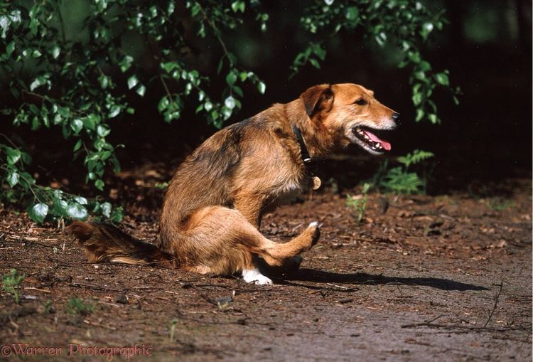 Perro arrastrando el trasero