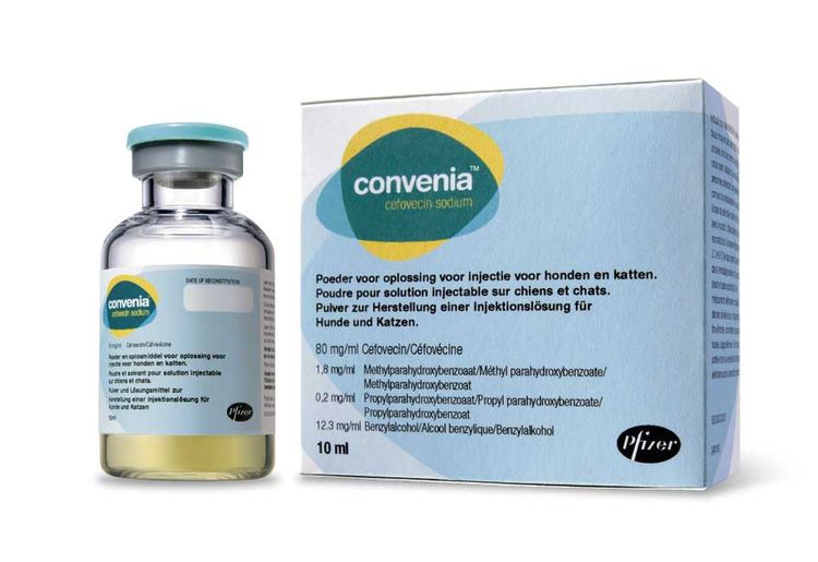 Antibiótico para perros