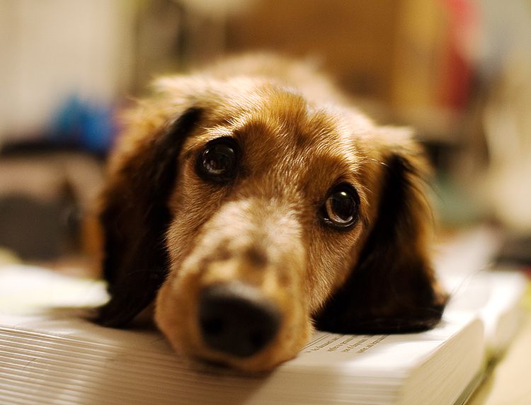 Perro triste