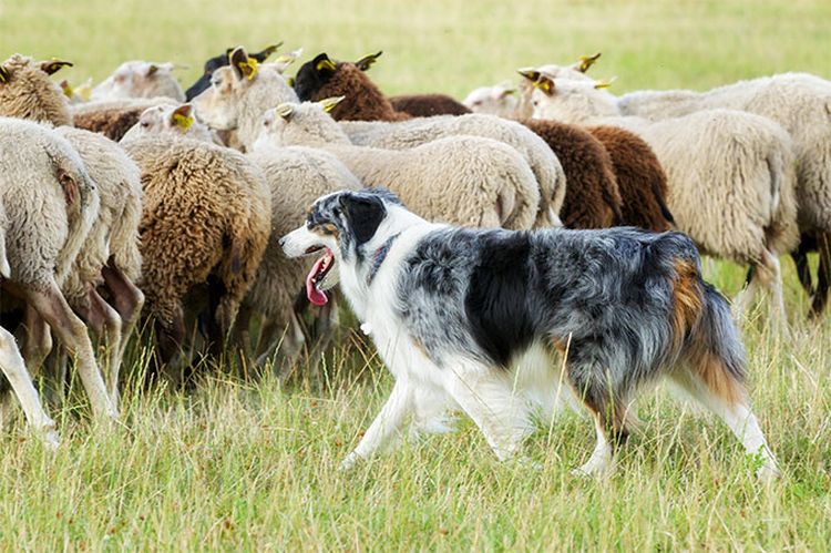 Border collie pastoreando ovejas