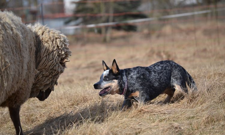 Heeler pastoreando ovejas