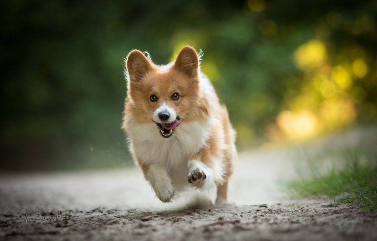 Welsh corgi corriendo