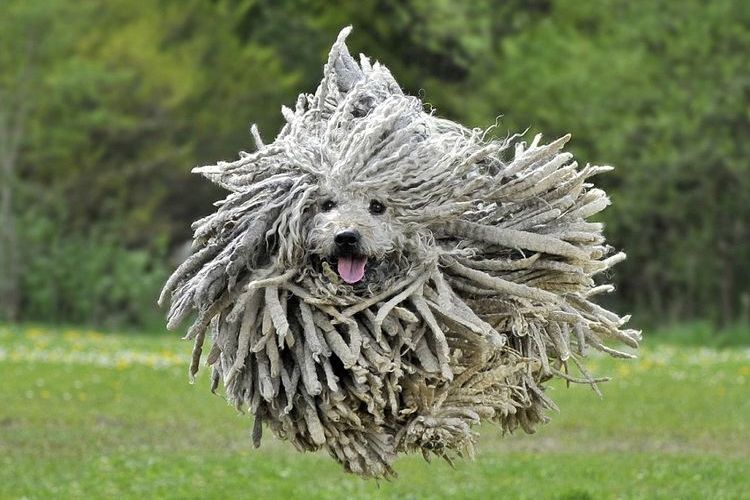 Puli corriendo