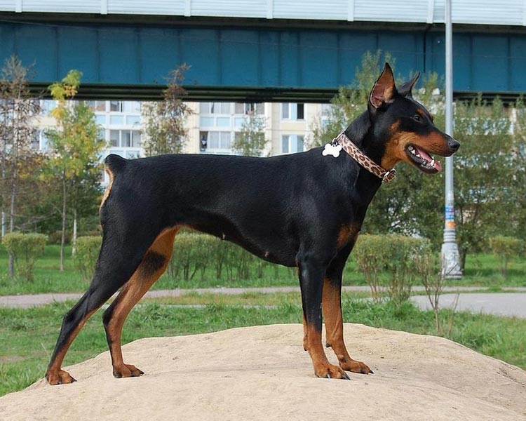 pinscher alemán