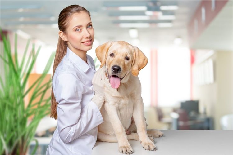 El perro en el veterinario