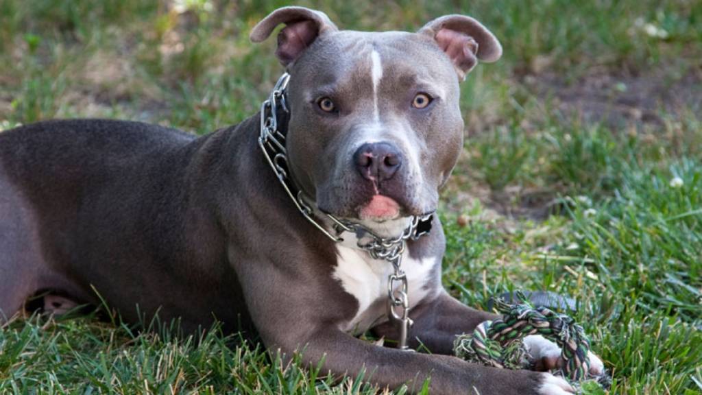 pitbull