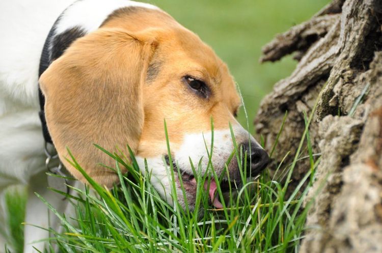 El Beagle come hierba