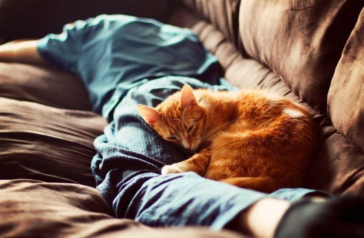 Gato durmiendo sobre las piernas del dueño
