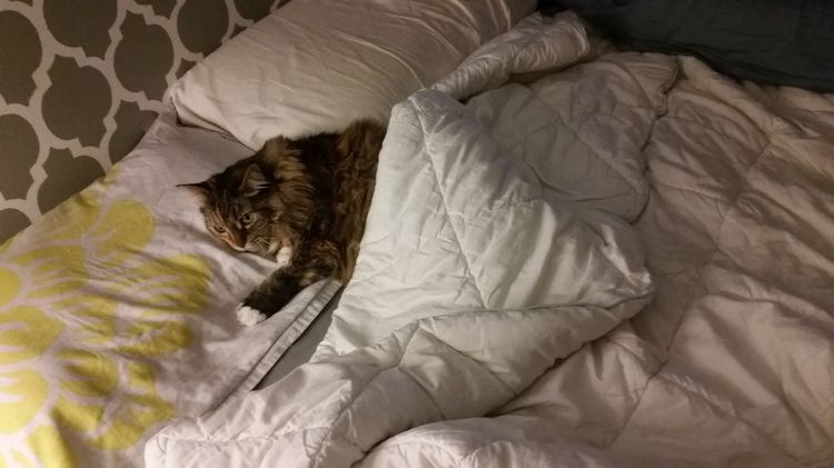 El gato duerme en la cama de la persona