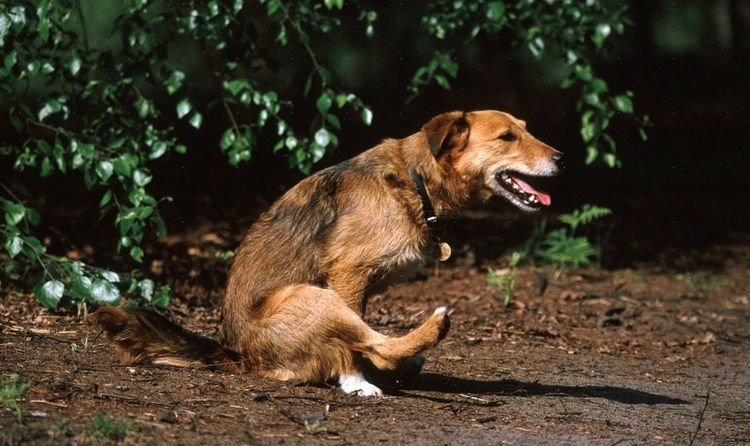 Perro arrastrando el trasero