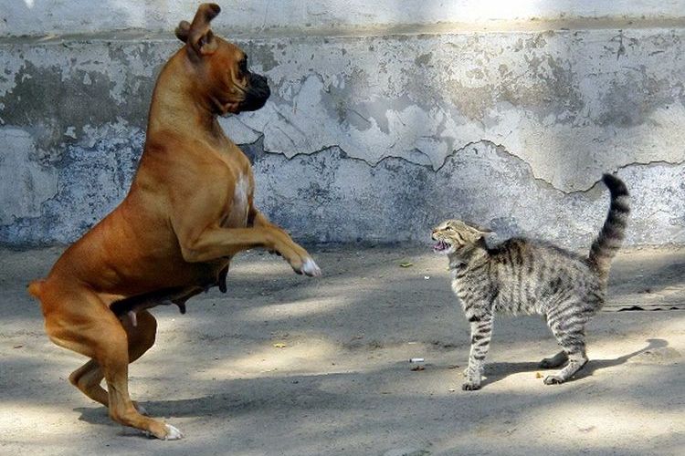El gato le bufa al perro