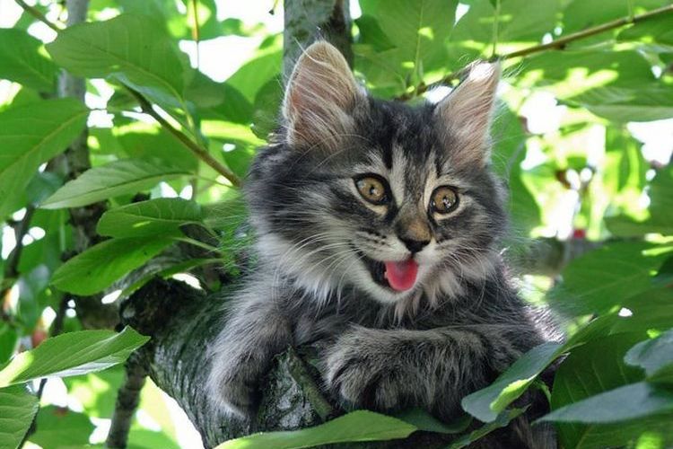 Gatito gris en un árbol