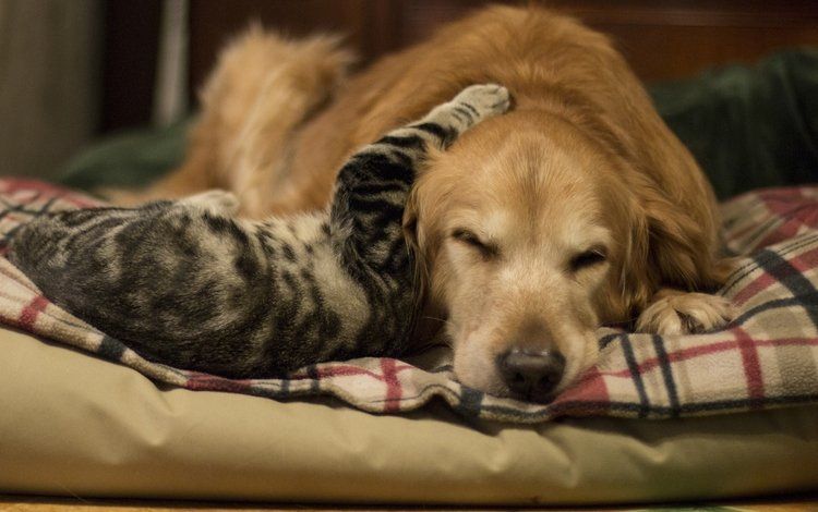 Golden Retriever y gato.