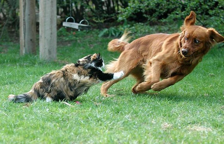 El gato persigue al perro