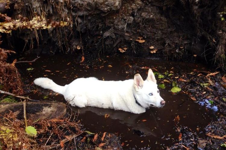Perro blanco en el barro