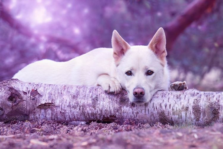 El perro está tumbado