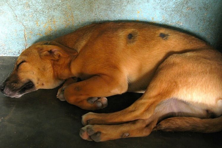 Tiña en el perro