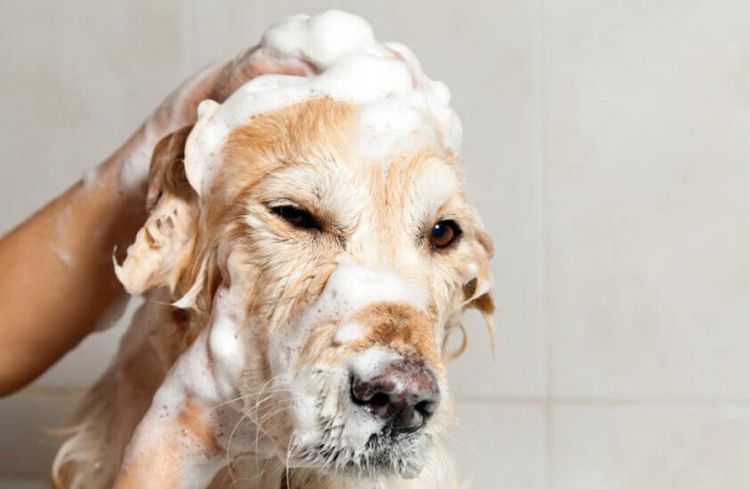 Baño del perro