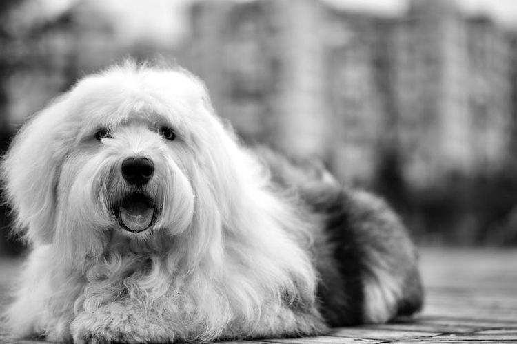Perro peludo