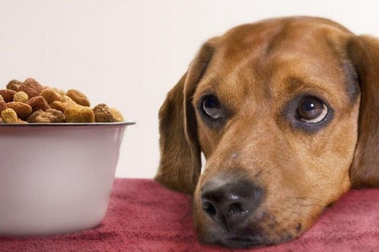 El perro no quiere comer el pienso