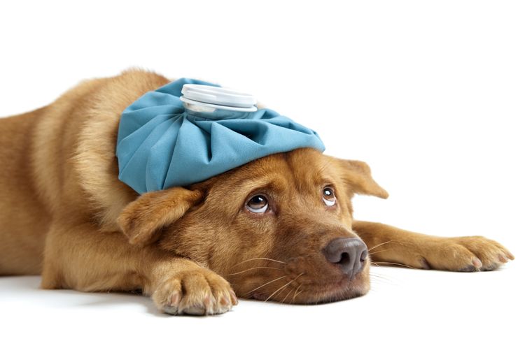 El perro está enfermo
