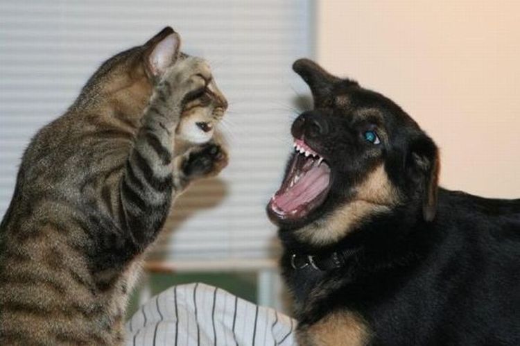 El gato se pelea con el perro