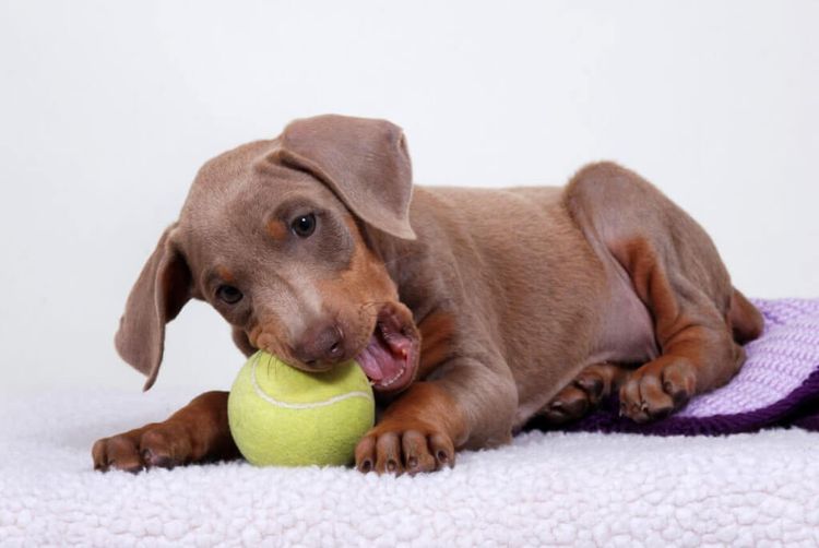 Cachorro mordiendo una pelota