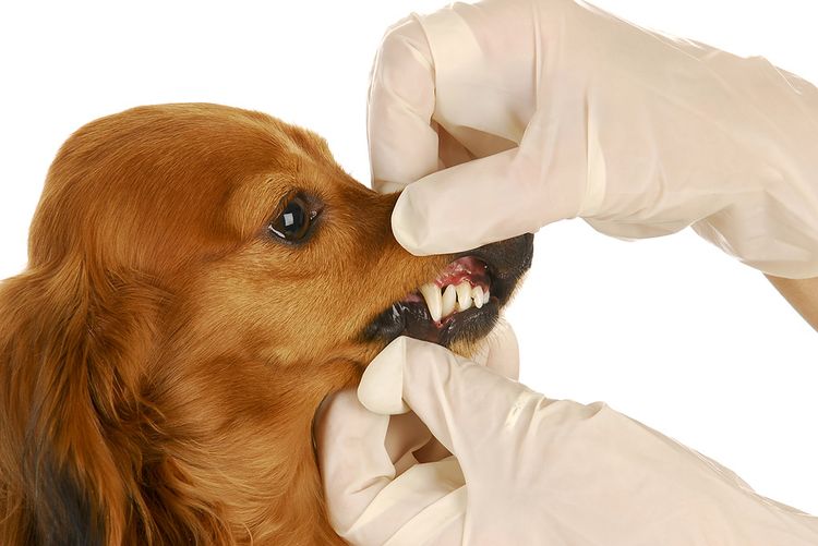 Revisión de los dientes del perro