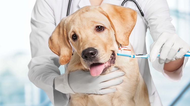 Cómo cepillar los dientes de su perro