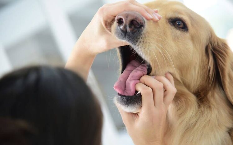 Examen de la boca del perro