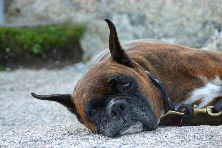Boxer triste