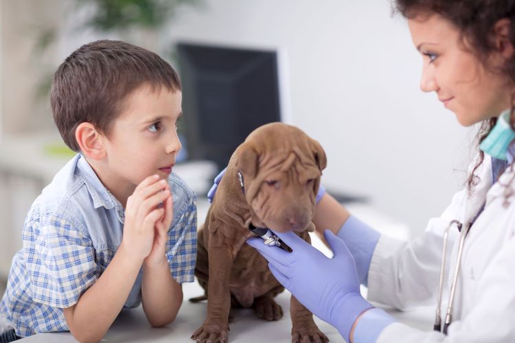 Cachorro en el veterinario