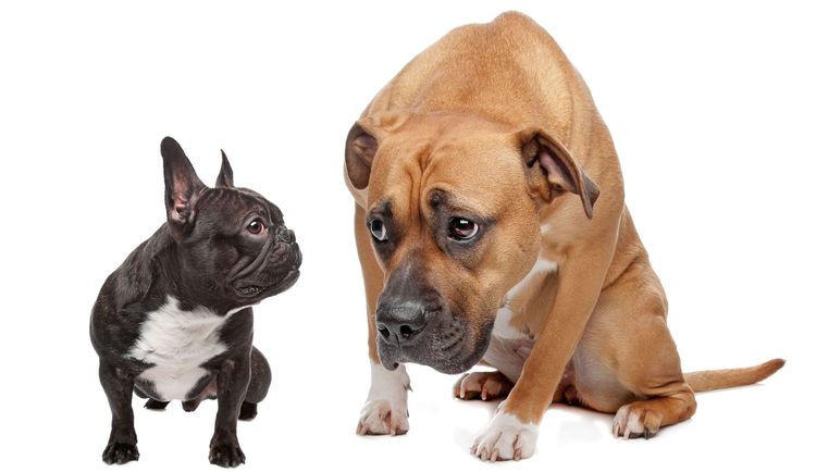 Dos perros