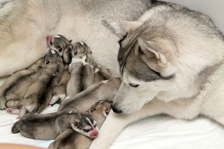 Cachorros de husky