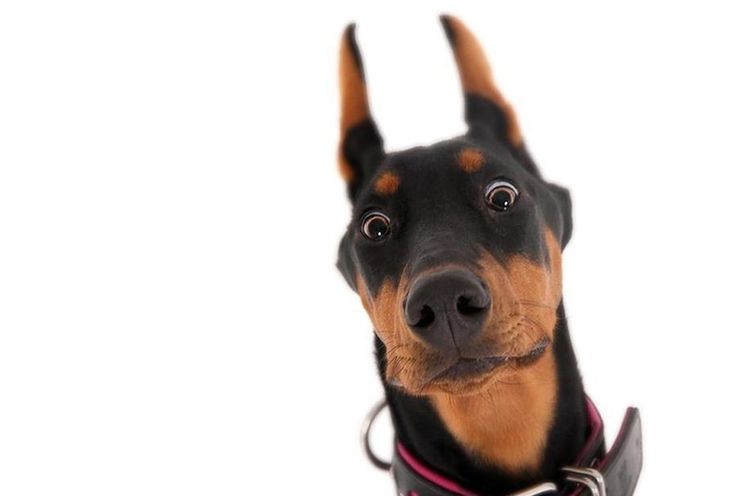 Perro sorprendido
