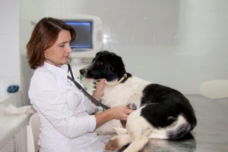 El perro en el veterinario