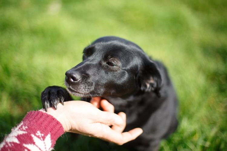 Perro dulce