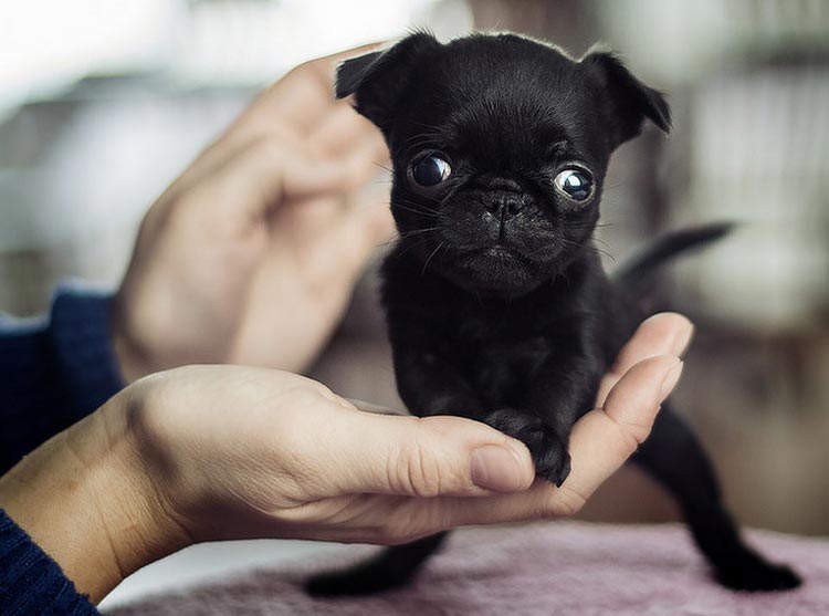cachorro negro de Petit Brabançon
