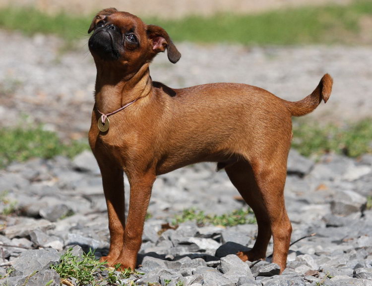 perro de raza petit brabançon