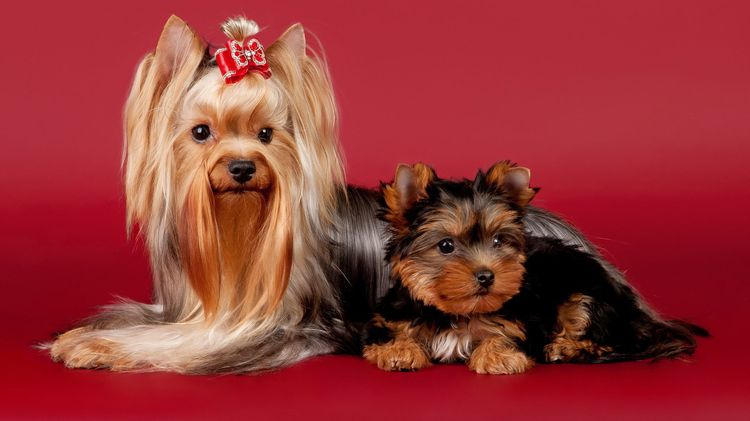 Yorkshire Terrier