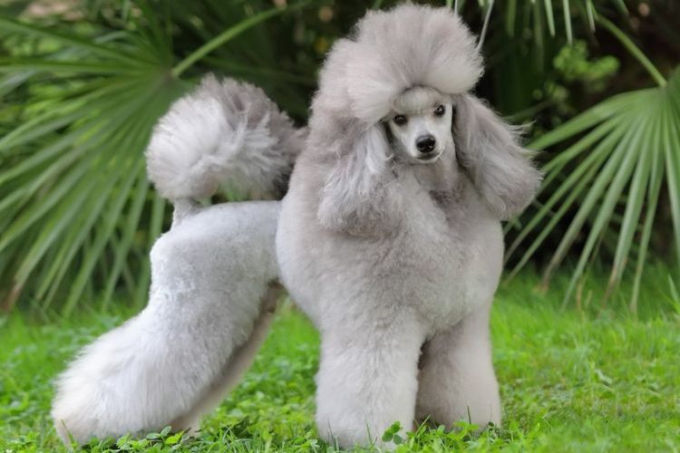 Caniche