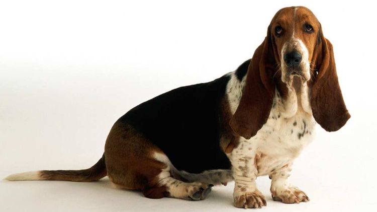 Basset hound