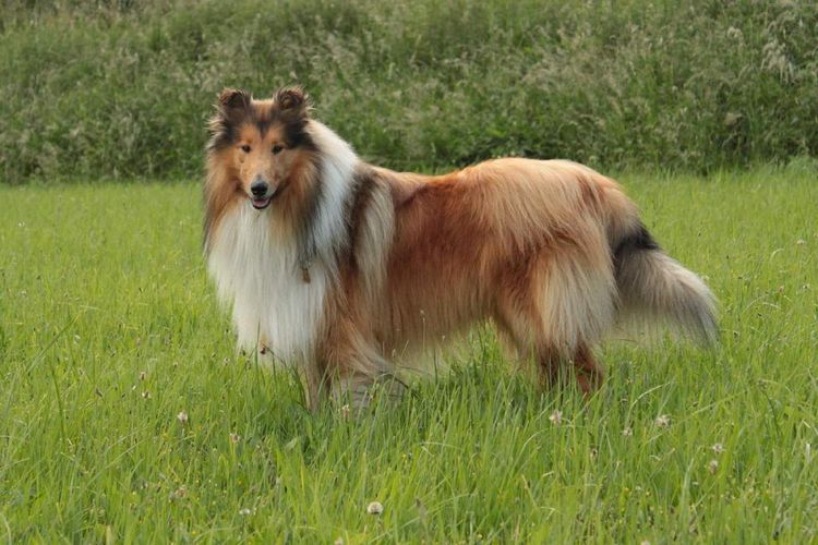 Collie