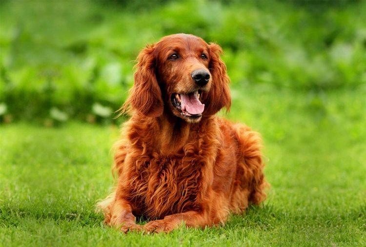 Setter irlandés